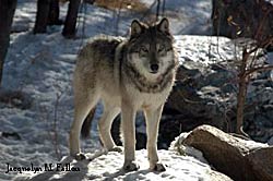 Image of a wolf: Grizzer-Plains