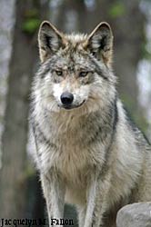 Image of a wolf: Frisco
