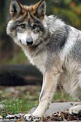 Image of a wolf: Raja