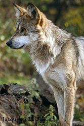 Image of a wolf: Tano