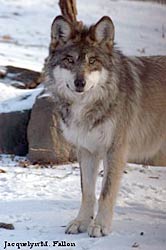 Image of a wolf: Ulie