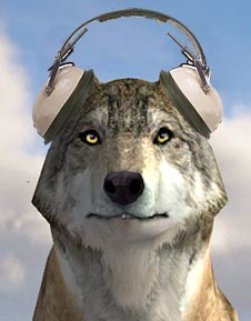 Wolf wearing headphones